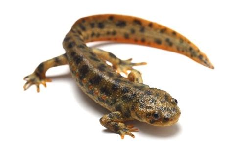 Are Newts Good Pets? - AMPHIPEDIA