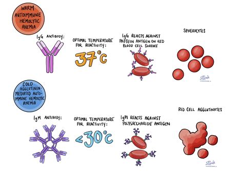 Anemia - Blood - MyPathologyReport.ca