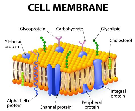 Cell Membrane | Cell Structure Quiz - Quizizz