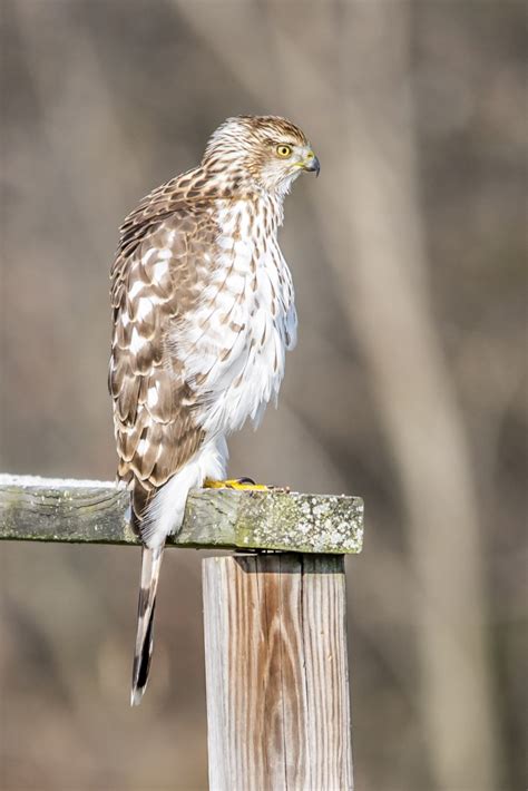 Juvenile Cooper's Hawk - FeederWatch