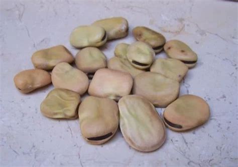 Natural Vicia Faba Seeds, For Germination, Packaging Type: Packet at ...