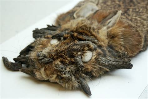 The world’s scariest rabbit lurks within the Smithsonian’s collection | Smithsonian Institution