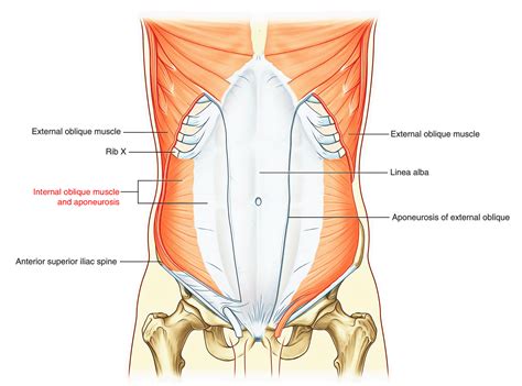 Easy Notes On 【Abdominal Wall】Learn in Just 3 Minutes! – Earth's Lab