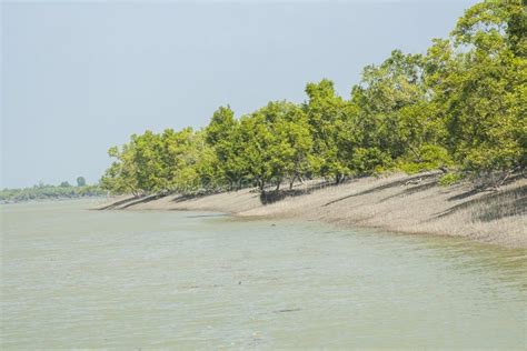 The Sundarbans stock photo. Image of sunderbans, mangrove - 64361668