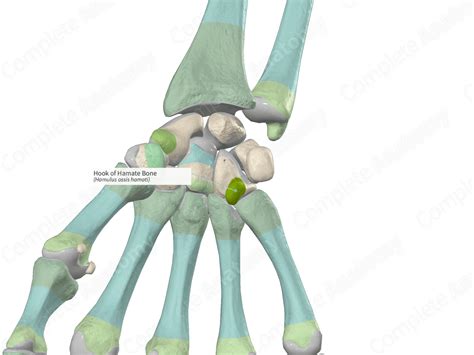 Hook of Hamate Bone | Complete Anatomy