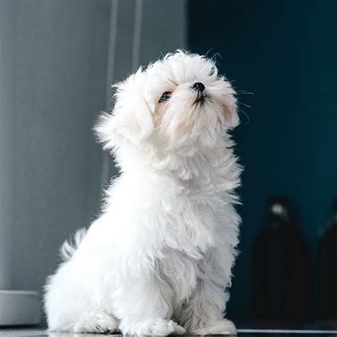 #1 | Maltese Puppies For Sale In California