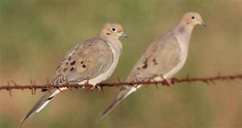 Texas dove hunting: Weather could bring a better season in 2022