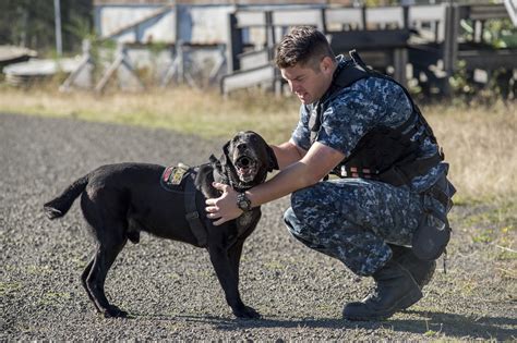 3 Things You Didn't Know About Navy K9 Handlers - Navy Crow