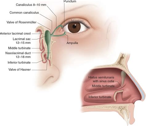 Nasolacrimal Duct Anatomy