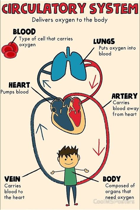 Circulatory system function for kids