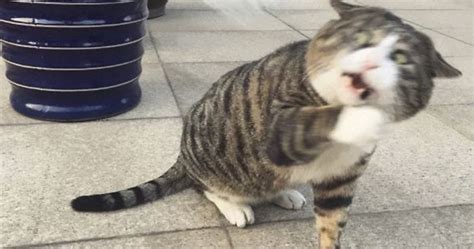 This Cat Is Going Viral For Its Hilariously Dramatic Reactions | Bored Panda