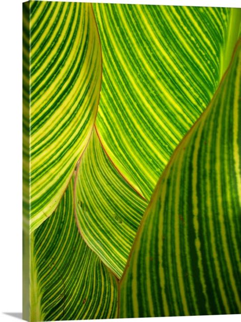 Backlit striped dwarf canna lily leaves Wall Art, Canvas Prints, Framed ...