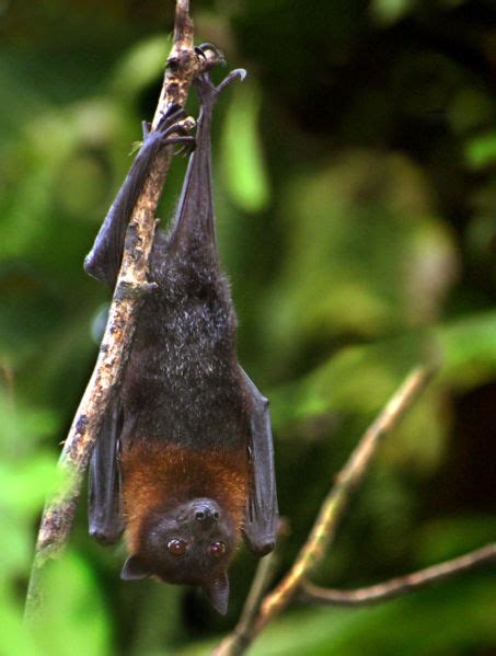 Fruit bat - CreationWiki, the encyclopedia of creation science