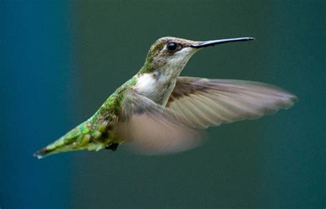 Do Hummingbirds Migrate? Where Do They Go Every Winter? - Optics Mag