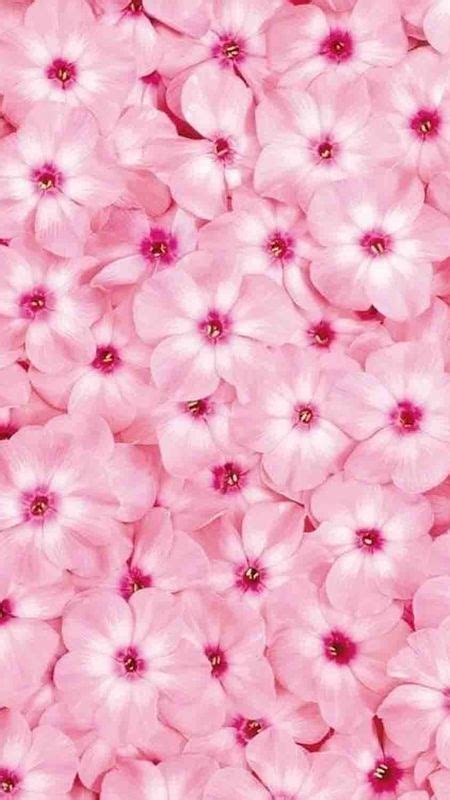 Light Pink | Pink Flowers Wallpaper Download | MobCup