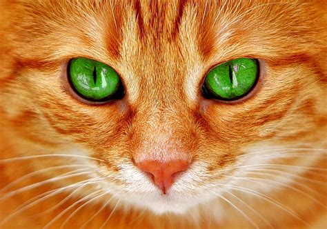 Royalty-Free photo: Orange tabby cat in closeup photo | PickPik