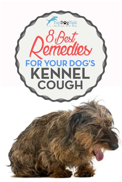 8 Home Remedies for Dog's Kennel Cough (Scientifically Proven to Work)