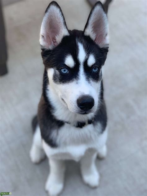 PureBred Siberian Husky - Stud Dog in Chicago land area, the United States | Breed Your Dog