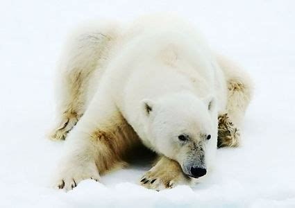 Arctic's Wildlife | My Travel Encounters