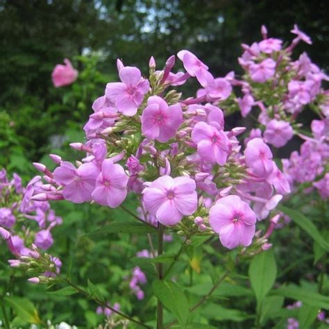 50 Perennial Tall Pink Phlox Seeds