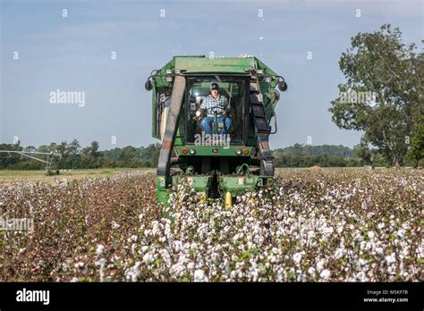 Man operating cotton picker machine as he drives it through cotton ...