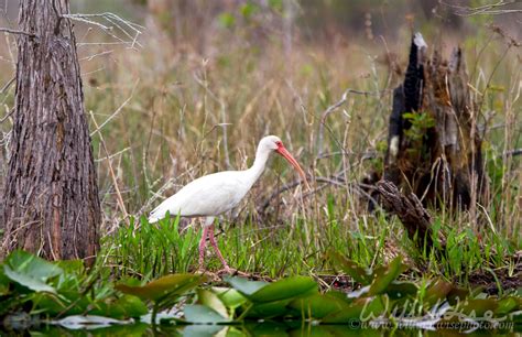 Okefenokee Swamp Birding - WILLIAM WISE PHOTOGRAPHY