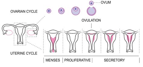 Getting Your First Period (Menarche) | SexInfo Online