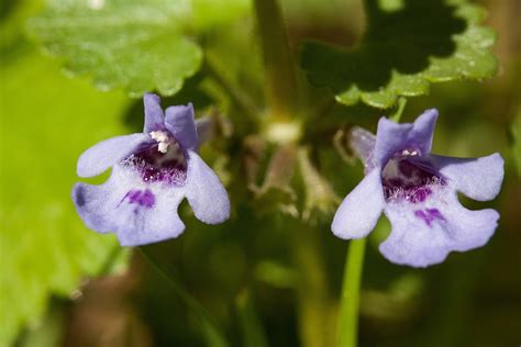 Ground Ivy Flowers Plant Purple - Free photo on Pixabay