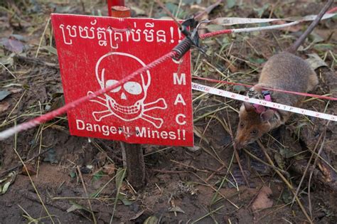 Cambodia deploys new batch of rat recruits to sniff out landmines | Reuters