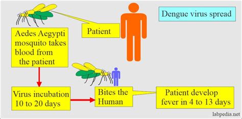 Dengue Fever, Dengue Hemorrhagic Fever - Labpedia.net