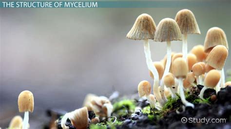 Mycelium Definition, Structure & Function - Lesson | Study.com