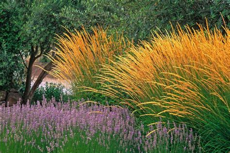 Ornamental grasses capture attention with easy beauty, easy care ...