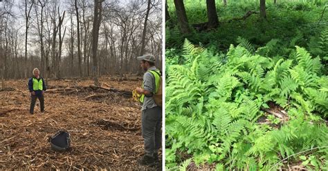 How can we reduce buckthorn and preserve native plants? The results are ...