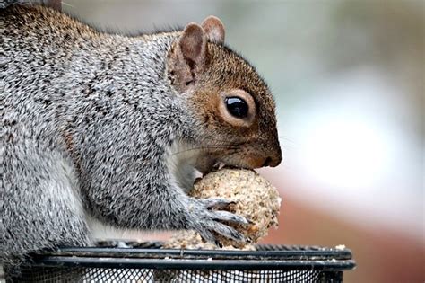 How do you feed an oral contraceptive to 2.5 million grey squirrels? – APHA Science Blog