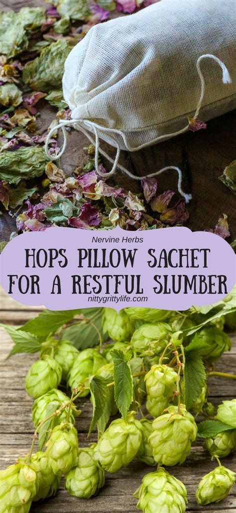 Nervine Herbs: Hops for Relaxation & a Restful Night's Sleep | Natural asthma remedies, Herbs ...