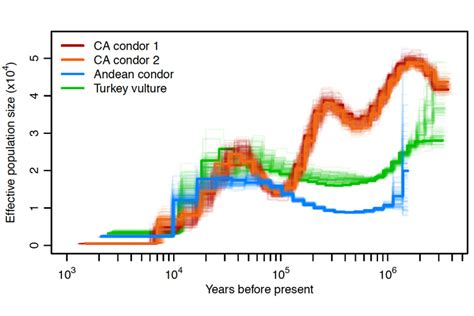 California Condor Numbers