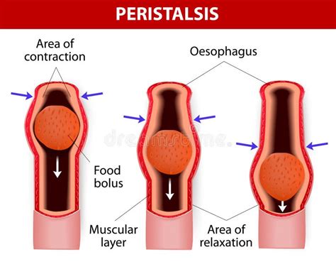 [DIAGRAM] Diagram Of Peristalsis FULL Version HD Quality Of Peristalsis - MYDIAGRAM.ONLINE