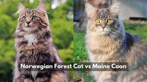 Norwegian Forest Cat vs Maine Coon: A Comprehensive Guide