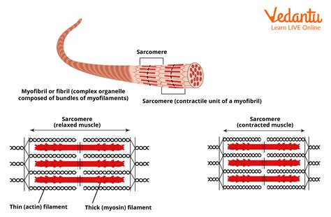 Mechanism of Muscle Contraction and Relaxation - Important Concepts for NEET