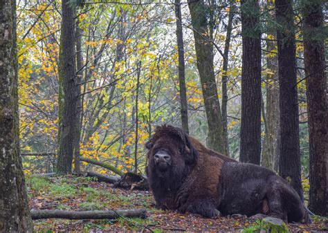 5 REASONS FOR A FALL VISIT TO THIS WILDLIFE PARK IN CANADA - Travel Bliss Now