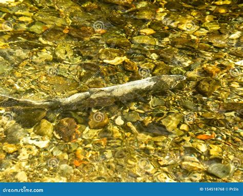 Salmon run stock photo. Image of scenic, habitat, river - 154518768