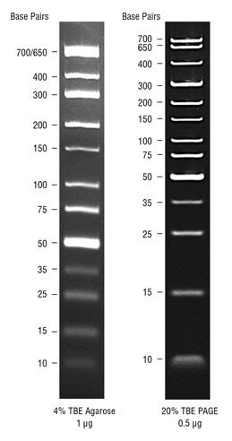 TriDye™ Ultra Low Range DNA Ladder - BIOKÉ