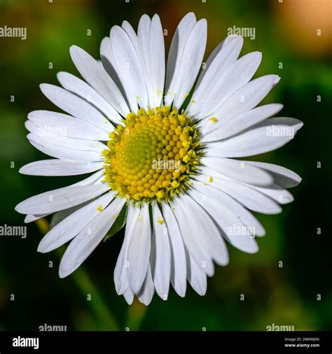 Common Daisy Leaves High Resolution Stock Photography and Images - Alamy