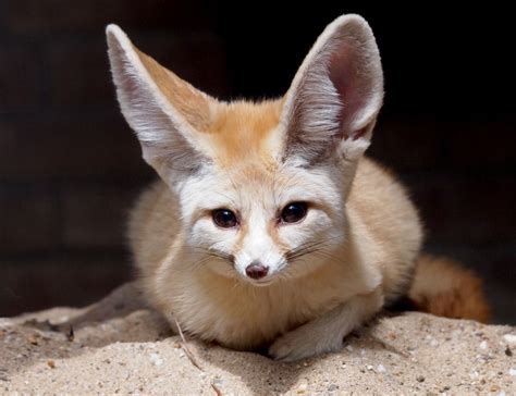 Fennec Fox Facts for Kids | Small Fox with Big Ears