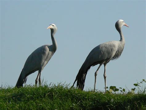 What Is Crane bird;10 Characteristics Of Bird Crane You Must Know