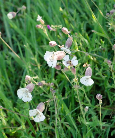 Coastal plants: 10 best choices for gardens near the ocean | Homes ...