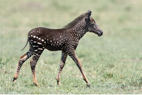 Baby Zebra with Spots instead of Stripes Spotted | Baby zebra, Animals ...