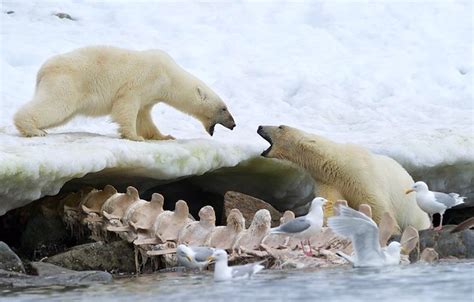 Two Polar Bears Fight Over Whale Carcass | Flickr - Photo Sharing!