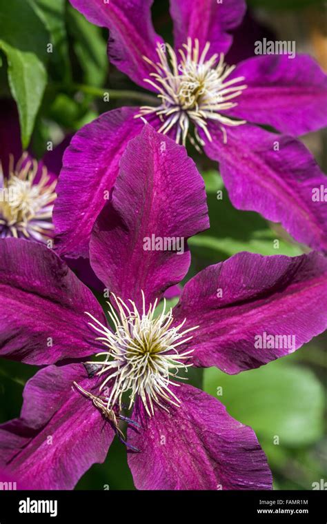 Clematis 'Niobe' burgundy color flowers Stock Photo - Alamy