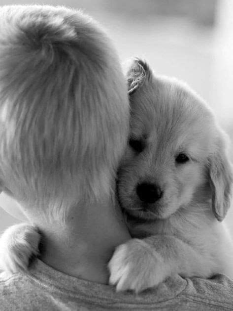 21 Heartwarming Photos Of Dogs Hugging Their Owners in 2020 | Dogs hugging, Baby animals funny ...